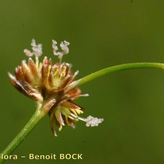 Juncus subnodulosus Meyve