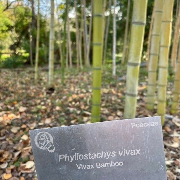 Phyllostachys vivax 树皮