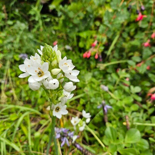 Ornithogalum thyrsoides Flors