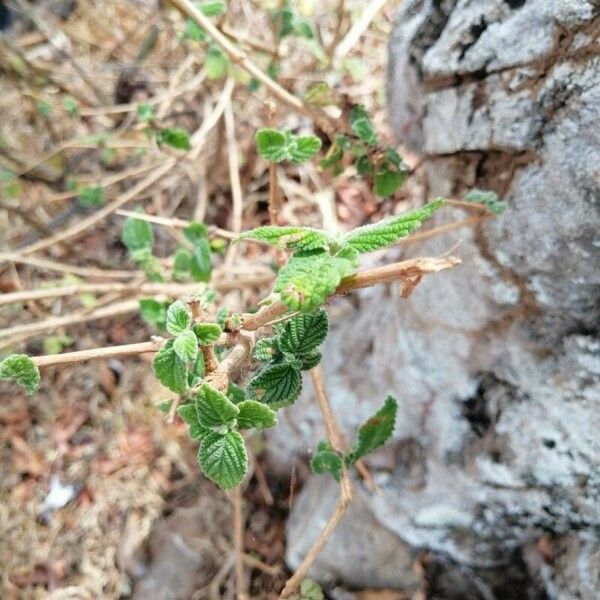 Lippia origanoides Blatt