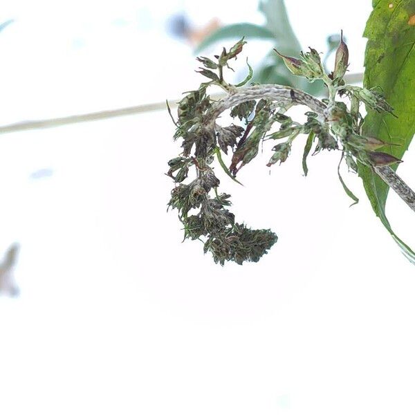 Buddleja davidii Flower