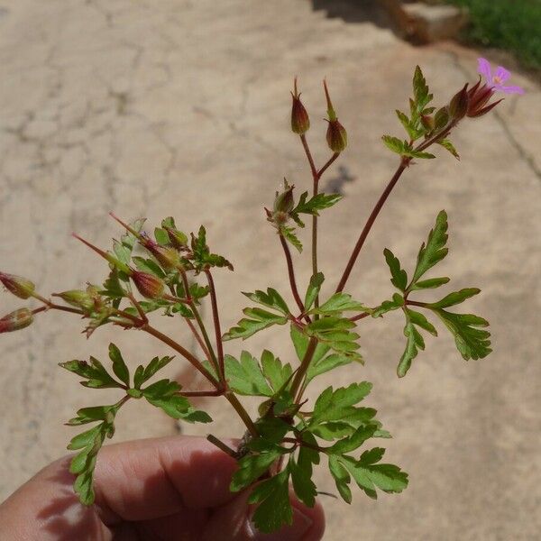 Geranium purpureum 花