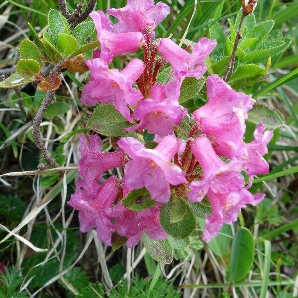 Rhododendron hirsutum Flower