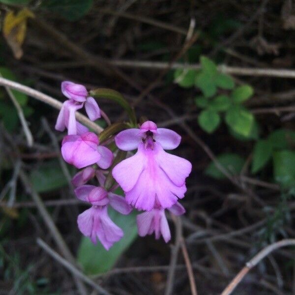 Cynorkis purpurascens Lorea