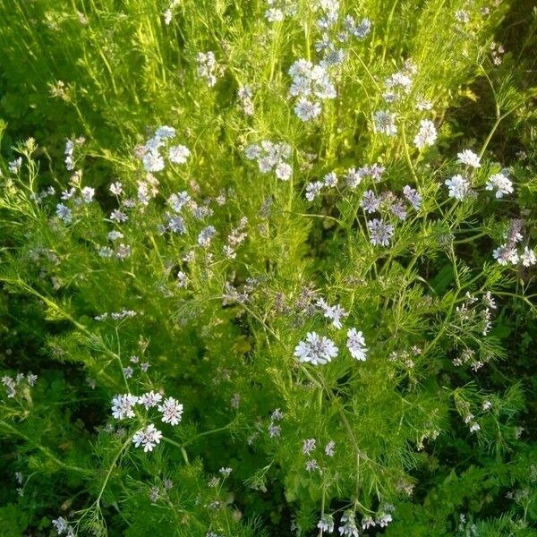 Coriandrum sativum Blad