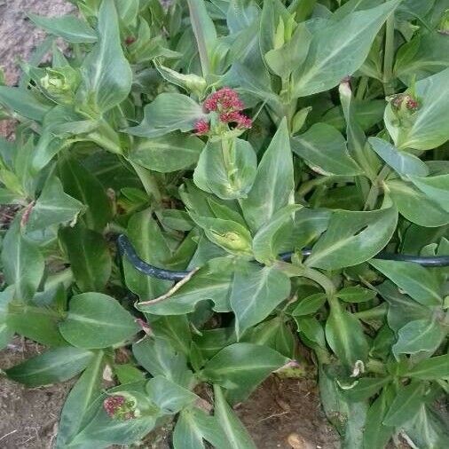 Valeriana rubra Costuma