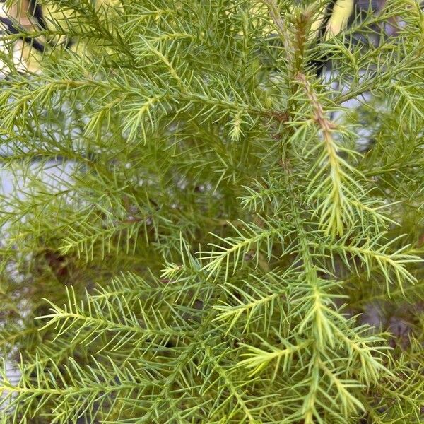 Cryptomeria japonica برگ