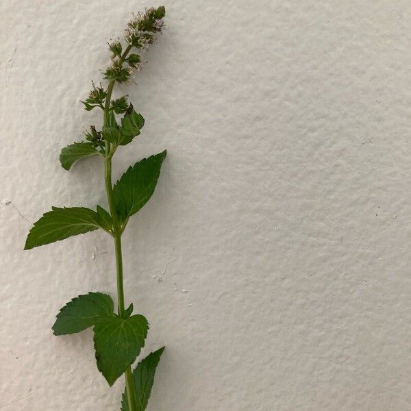 Mentha spicata Leaf