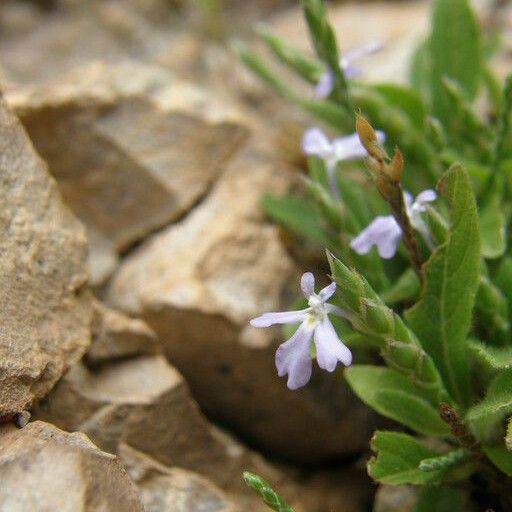 Elytraria imbricata Λουλούδι