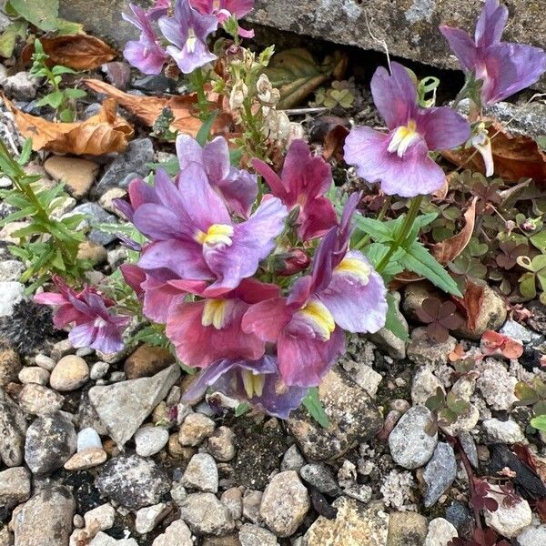 Mimulus ringens Kvet