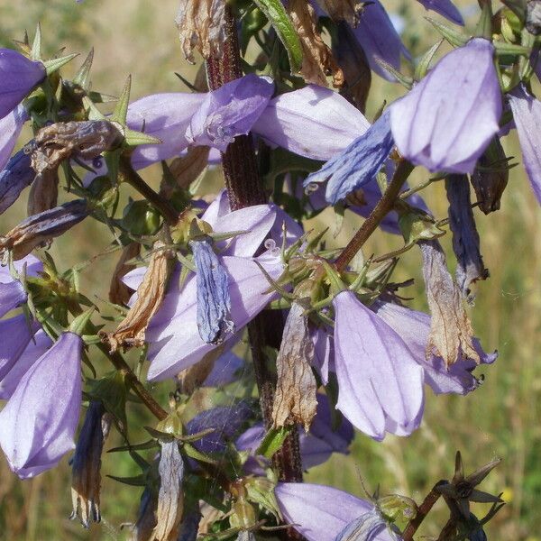 Campanula bononiensis Õis