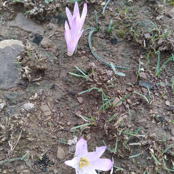 Colchicum filifolium Õis