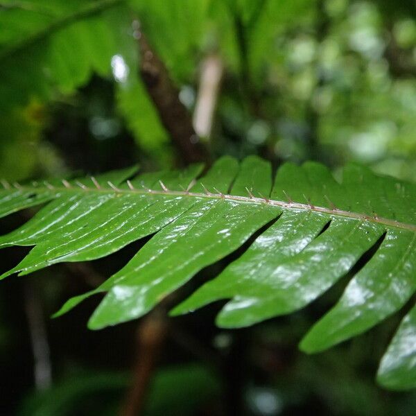 Pteris catoptera Folla