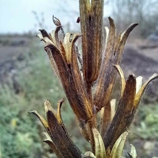 Oenothera biennis Fruit