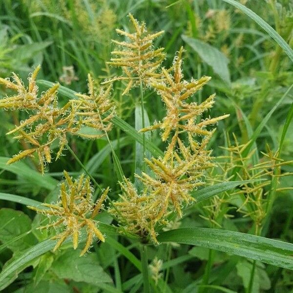 Cyperus esculentus Flower