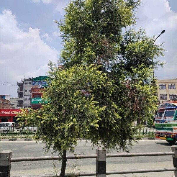 Melaleuca bracteata Habit