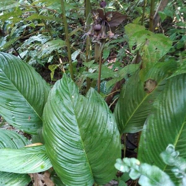 Tacca chantrieri Leaf