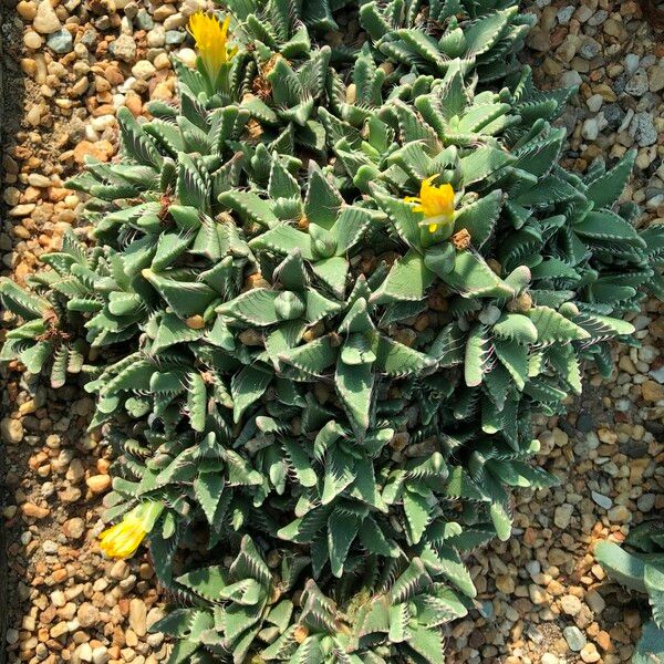 Faucaria tigrina Habitus