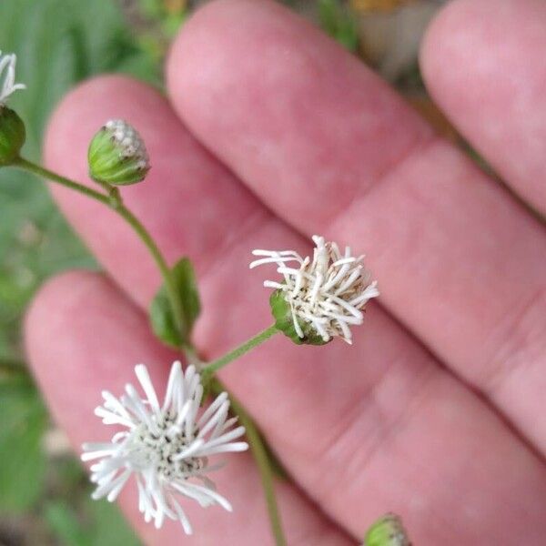 Chromolaena odorata Õis