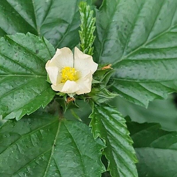 Malvastrum coromandelianum Flower
