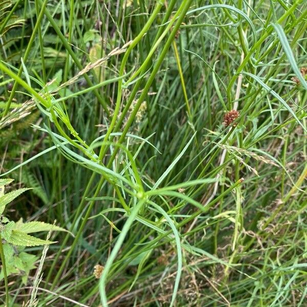 Senecio inaequidens 葉