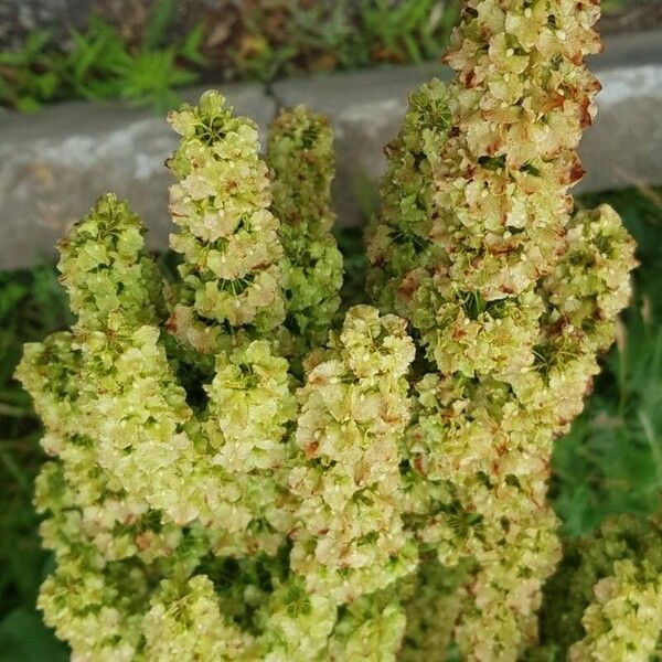 Rumex aquaticus Květ