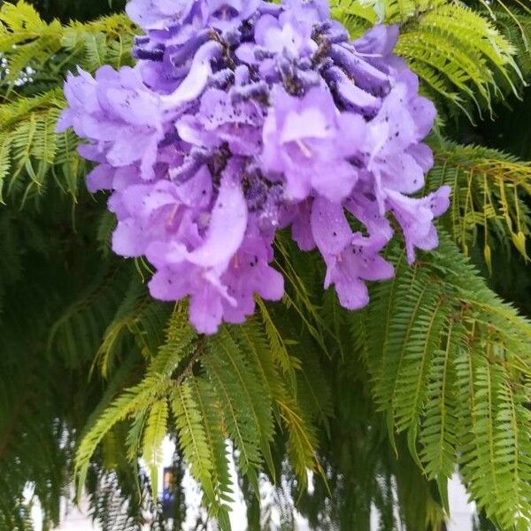 Jacaranda mimosifolia फूल