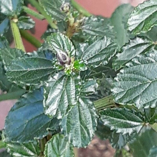 Ceanothus thyrsiflorus List