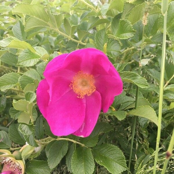 Rosa canina Kukka