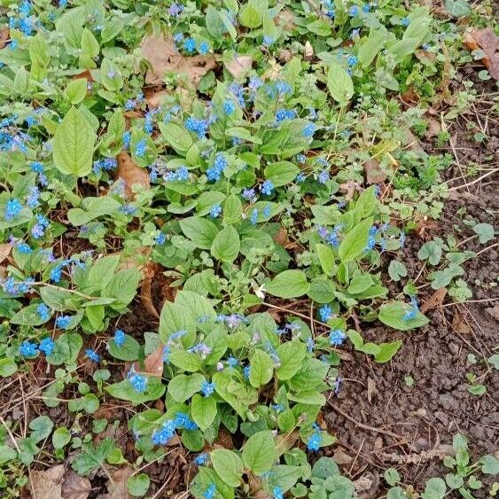 Omphalodes verna অভ্যাস