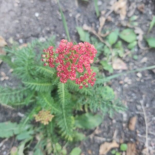 Achillea distans Blüte