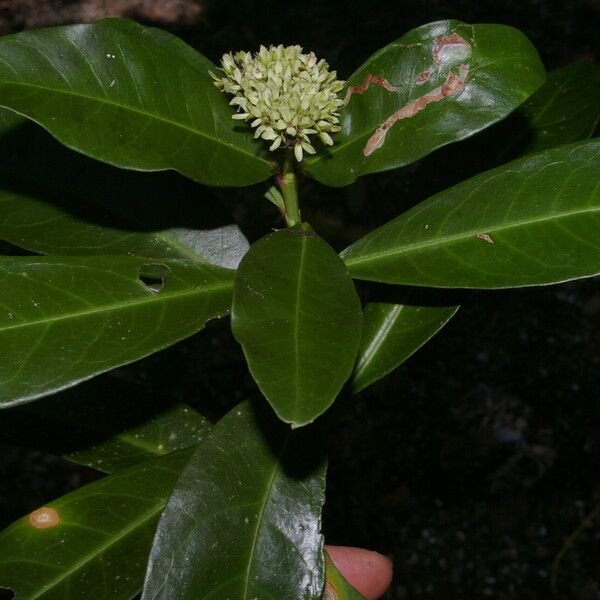 Ixora finlaysoniana Φρούτο