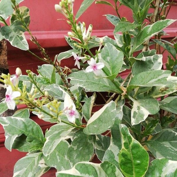 Pseuderanthemum carruthersii Blad