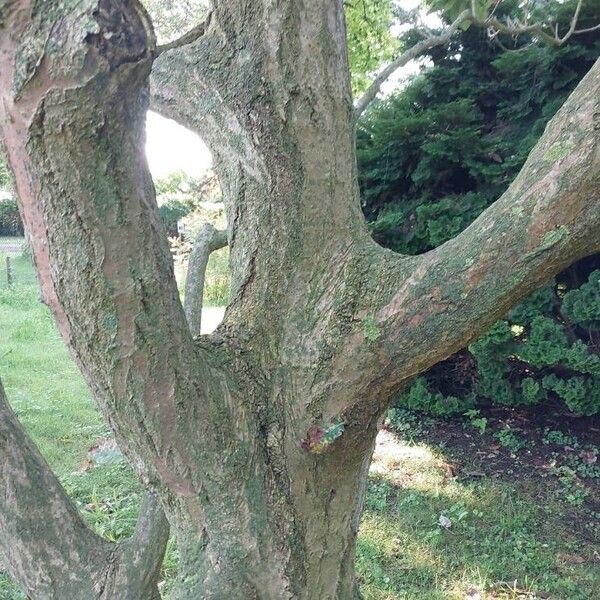 Quercus pontica Azala