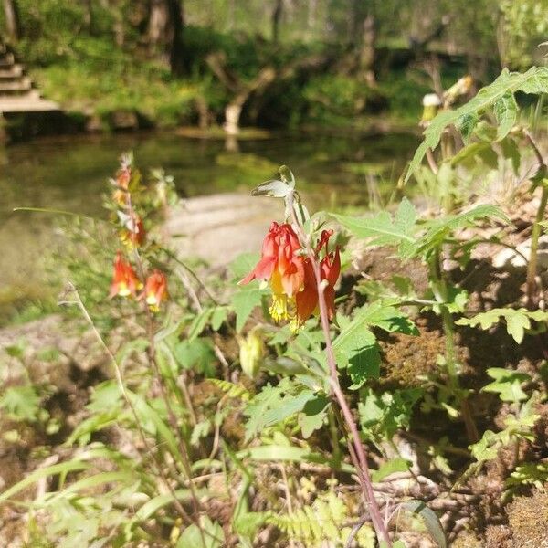 Aquilegia canadensis Flower