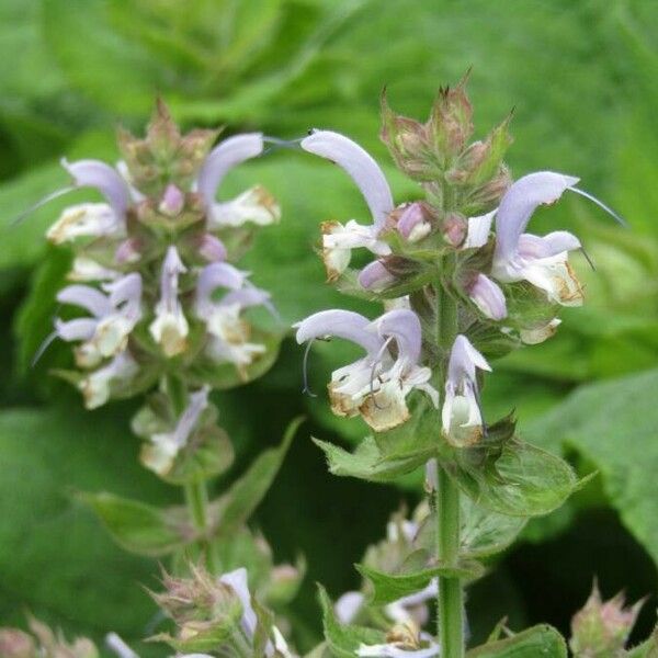 Salvia sclarea Flower