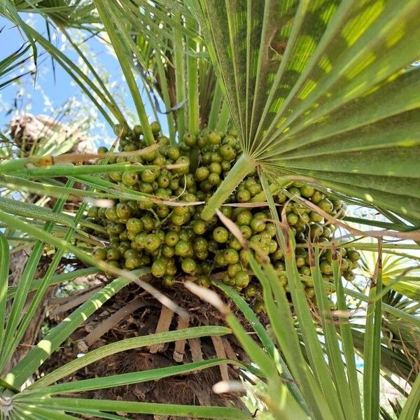 Chamaerops humilis 葉