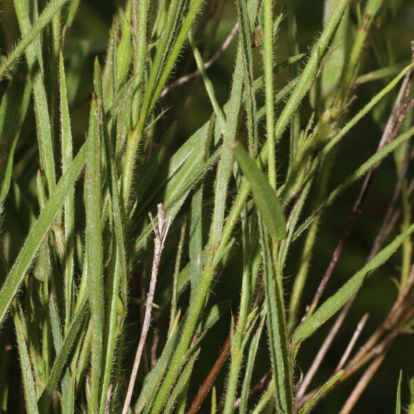 Sida linifolia Blatt