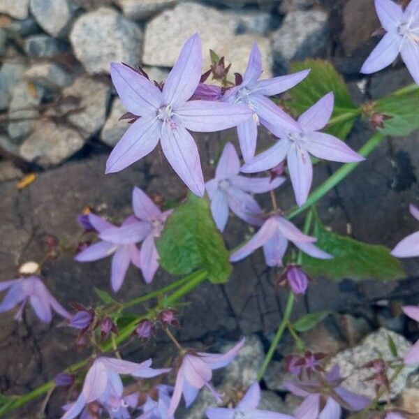 Campanula garganica Flors