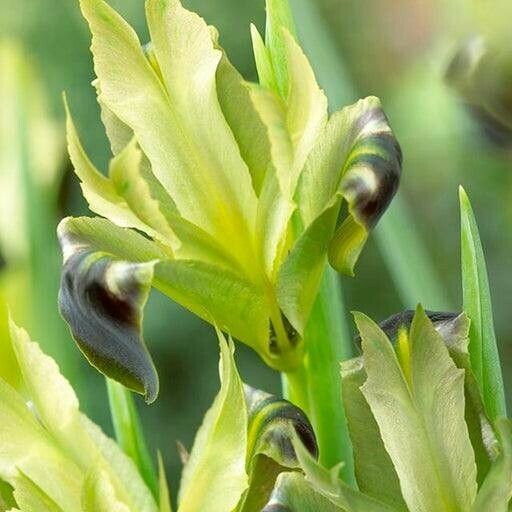 Iris tuberosa Flower