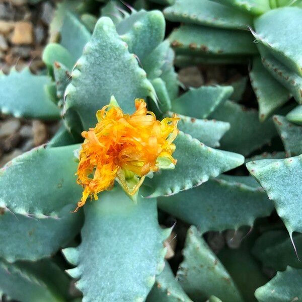 Faucaria tigrina Habitus