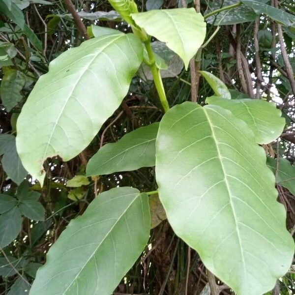 Ficus lacor Leaf