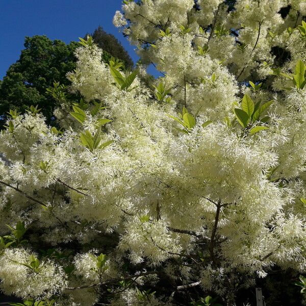 Chionanthus virginicus Blüte