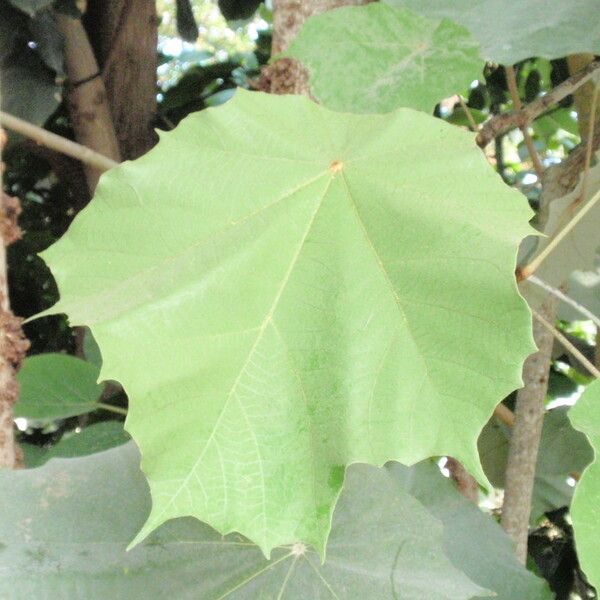 Pterospermum acerifolium Folha