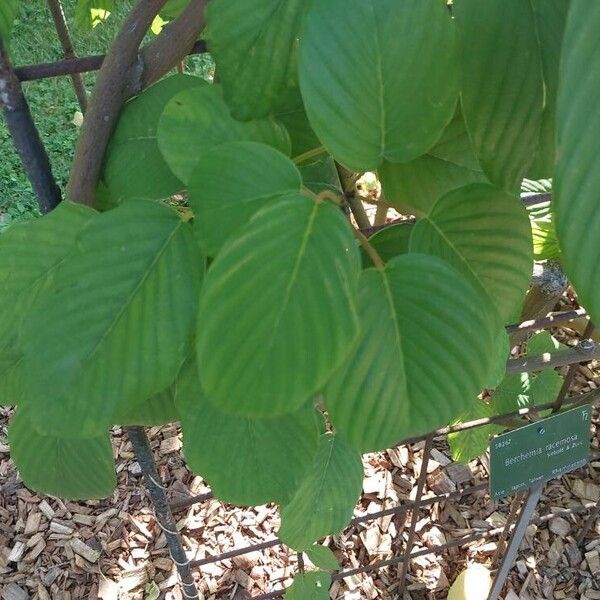 Berchemia racemosa Blad