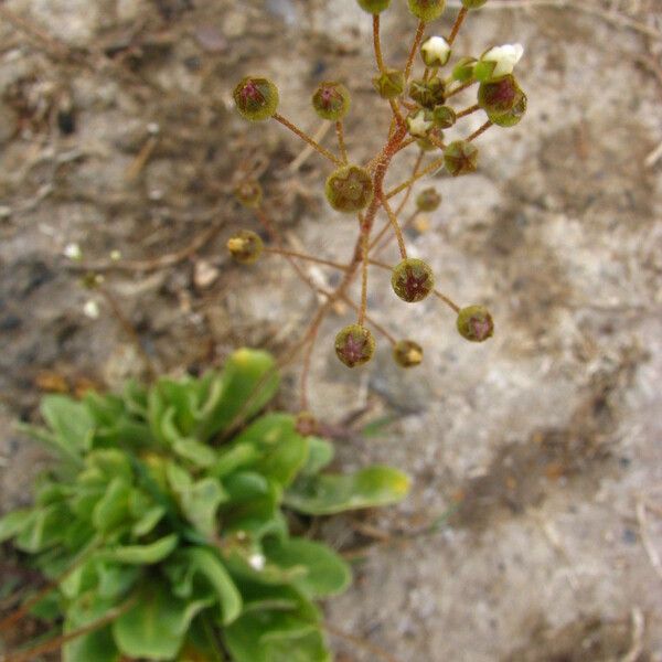 Samolus ebracteatus Habit