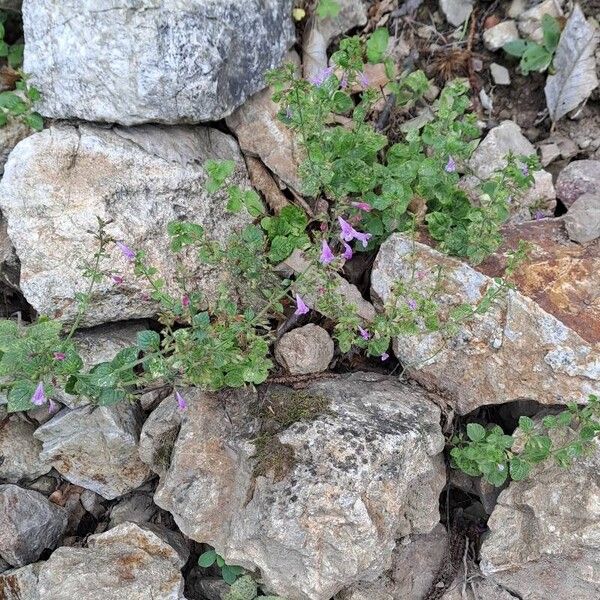 Clinopodium grandiflorum Habit