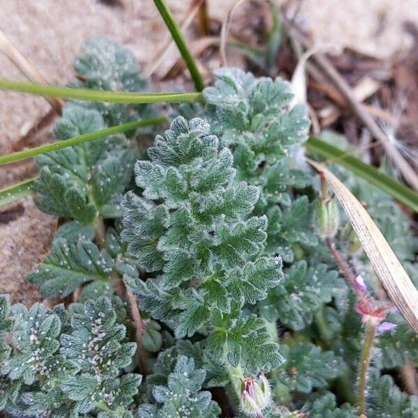 Erodium lebelii ഇല