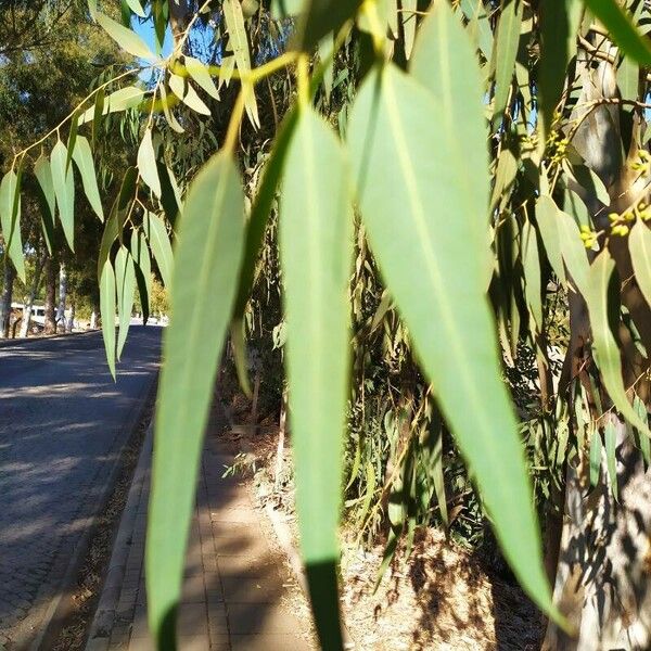 Eucalyptus camaldulensis Leaf