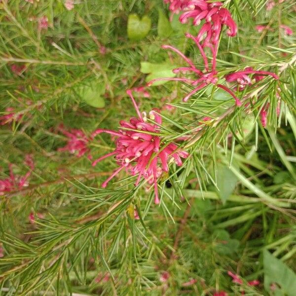 Grevillea rosmarinifolia 花